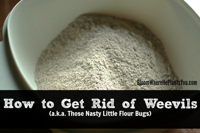 Top 8 Steps To Keep Weevils & Bugs Out Of Food